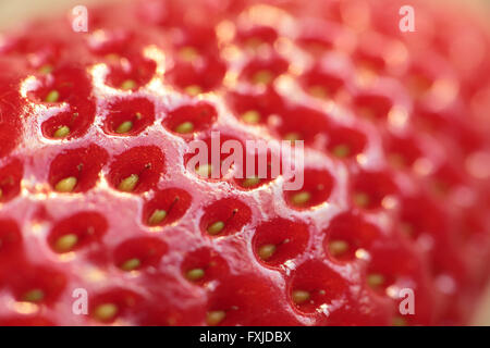 Makro-Fotografie einer Erdbeere mit Lichtreflexen Stockfoto