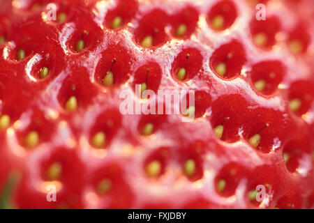 Makro-Fotografie einer Erdbeere mit Lichtreflexen Stockfoto