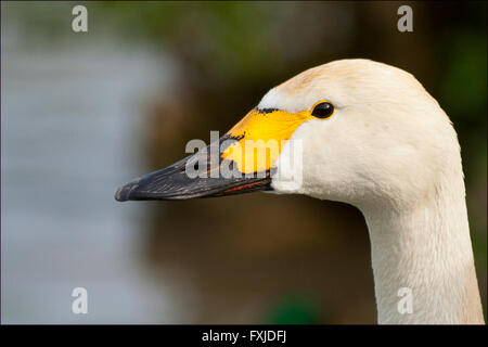 Bewick ´s Schwan Kopf geschossen im Querformat mit weichen, unscharfen Hintergrund gelb-schwarzen Schnabel und ein Glitzern in die Augen. Stockfoto