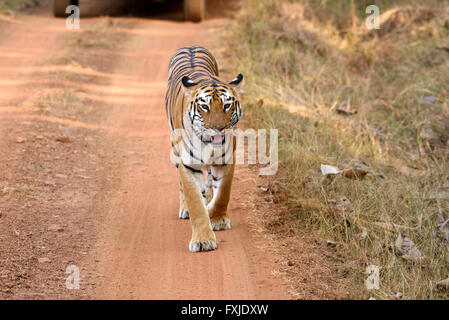 Royal Bengal Tiger, frontal, Maharashtra, Indien Stockfoto
