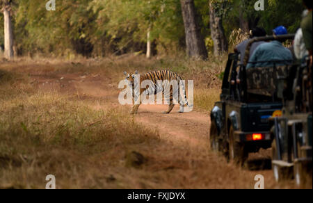 Royal Bengal Tiger, Maharashtra, Indien Stockfoto