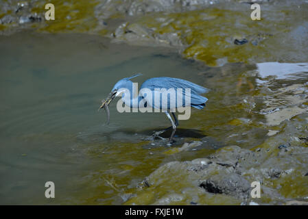 Ein Western Reef-Reiher mit Fisch, Mumbai, Indien Stockfoto