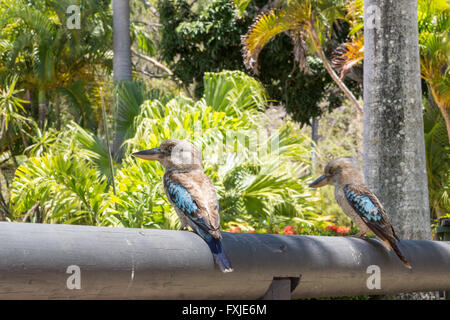 Zwei Blue Winged Kookaburras, Dacelo leachii, auf der tropischen Magnetic Island, Australien Stockfoto