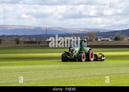 Ein Landwirt in Burscough, Lancashire, Großbritannien, fährt Maschinen mit einem Fendt 516 Vario-Traktor und einem Watson-Walzenmäher, um die neue Wiesengrasernte zu komprimieren und auszurichten, die für die lokale Nachfrage nach Rasen angebaut wird. Schnelles Wachstum für den kommerziellen Einsatz. Rasenproduktion. Wenn Sie Rasen für die maschinelle Ernte anbauen, benötigen Sie schnelles Wachstum und ein starkes Wurzelnetz. Kunden bestellen Rasenflächen für eine Vielzahl von Anwendungen, von verschleißfesten Sportplätzen bis hin zu pflegeleichten Hausgärten. Stockfoto