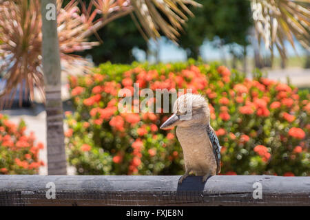 Blue Winged Kookaburra, Dacelo leachii, auf der tropischen Magnetic Island, Australien Stockfoto