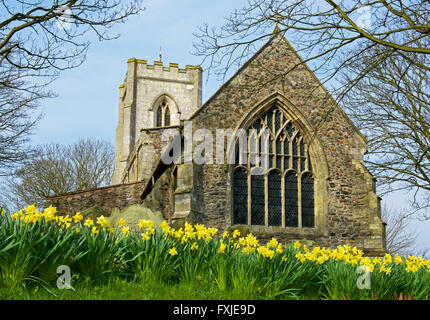 Narzissen auf dem Kirchhof von All Saints Church in das Dorf Easington, Humberside, East Riding von Yorkshire, England UK Stockfoto