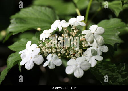 Blüten einer Guelder Rose (Viburnum Opulus). Stockfoto