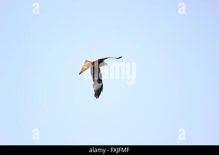 Rotmilan (Milvus Milvus) auf Nahrungssuche. Stockfoto