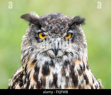 Eine frontale Portrait einer eurasische Adler-Eule vor einem grünen Hintergrund Stockfoto