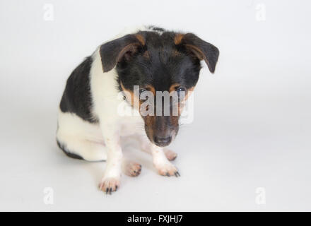 Jack Russel terrier Stockfoto