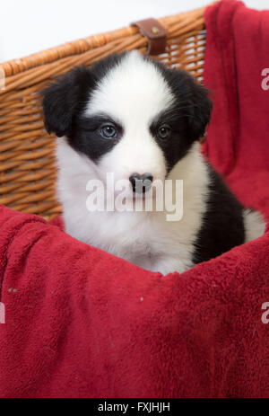 Border-Collie-Welpen Stockfoto