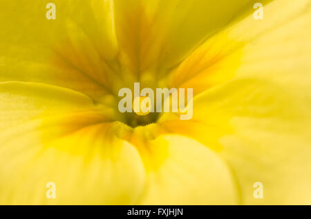 Nahaufnahme, gelbe Primeln Blume Stockfoto