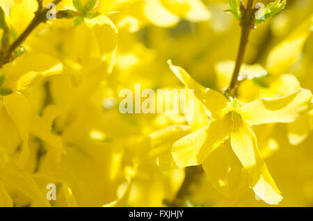 Nahaufnahme, gelbe Forsythien Blumen Frühling Stockfoto