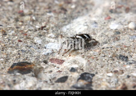 Zebra-Spinne (Salticus Scenicus) sitzt auf Beton. Stockfoto