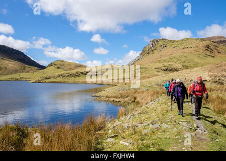 Wanderer-Gruppe Wandern am Ufer des Llyn y Dywarchen Stausee von Clogwyn y Garreg in Snowdonia-Nationalpark. Rhyd Ddu Wales UK Stockfoto