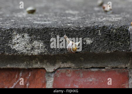 Gruppe von Schnecken auf einem Stein bei Regenwetter. Stockfoto