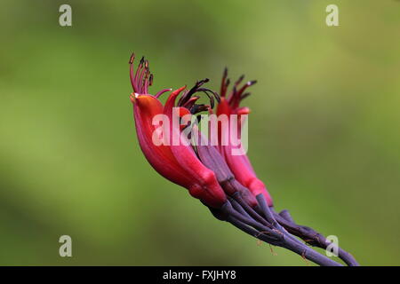 Blüten von Neuseeland Flachs (Phormium Tenax). Stockfoto