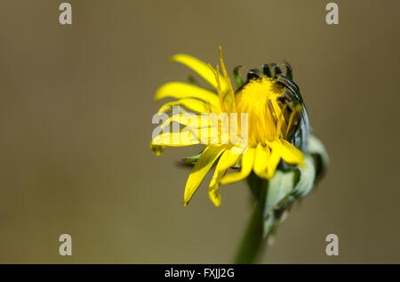 Löwenzahn (Taraxacum Officinale Agg.) Blume halb offen. Gelbe Pflanze in der Familie der Korbblütler (Asteraceae), Blüte asymmetrisch Stockfoto