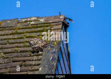 Kleine Eule sitzt auf einem alten Gartenhaus Dach in der Sonne, Yorkshire, Großbritannien Stockfoto