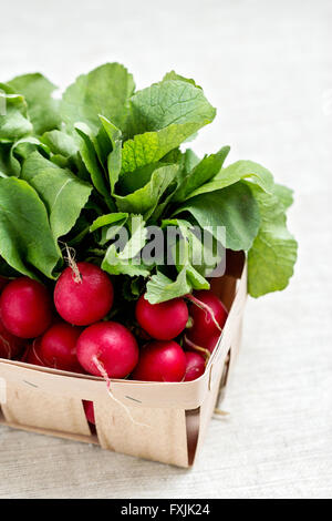 Die Radieschen. Selektiven Fokus. Stockfoto