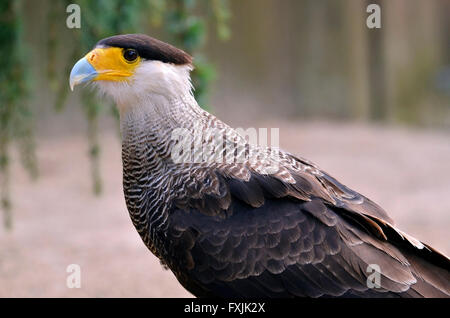 Profilbildnis des südlichen Crested Karakara (Caracara Plancus) Stockfoto