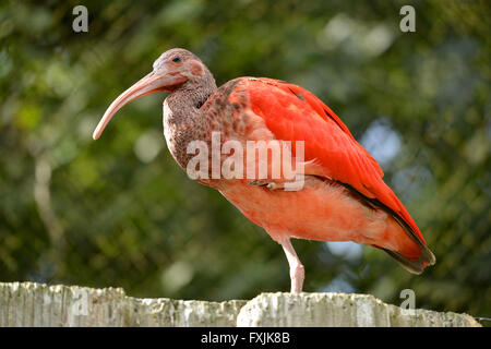 Closeup Scarlet Ibis (Eudocimus Ruber) Wand auf einem Bein gehockt Stockfoto