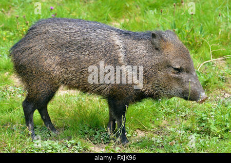 Nahaufnahme der Halsband Peccary (Pecari Tajacu) auf Rasen und im Profil Stockfoto