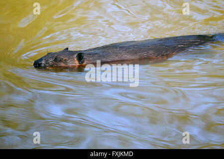 Nordamerikanische Biber (Castor Canadensis) schwimmen Stockfoto
