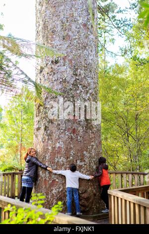 Die riesige Kauri Bäume den Waiau fällt Landschaftsschutzgebiet sind ein beliebter Ort für Besucher auf der Coromandel-Halbinsel im Norden Stockfoto