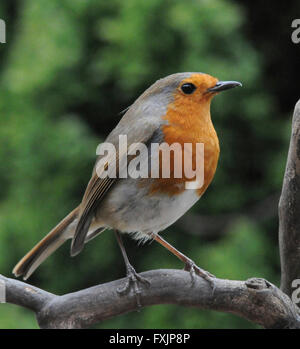 Robin (Erithacus Rubecula) geneigt das Rotkehlchen einen gemeinsamen Garten Vogel, Aggression zu anderen Robins zeigen. Männchen und Weibchen haben die roten bre Stockfoto