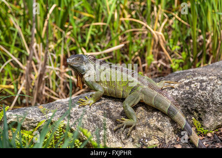 Grüner Leguan auf einem Felsen, South Florida USA Stockfoto