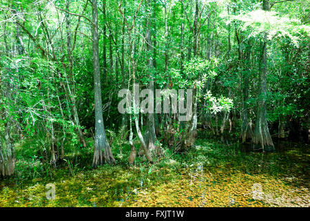 Fakahatchee Strand State Preserve ist Florida State Park westlich von Copeland, Florida Stockfoto