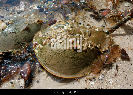 Horseshoe Crab, Limulus Polyphemus, mit Seepocken auf der shell Stockfoto