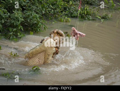 Krokodil schnappen nach Fleisch in Adelaide River, Kakadu, Australien Stockfoto