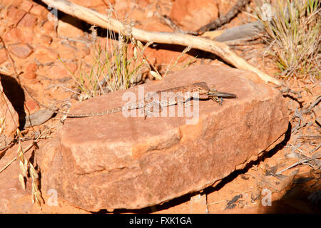 Getarnte Waran Essen eine Heuschrecke - Australien Stockfoto