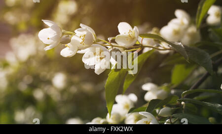 Jasminblüten in voller Blüte Outdoor-Foto Stockfoto