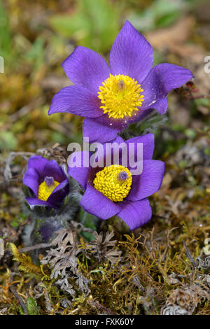 Gemeinsamen Kuhschelle (Pulsatilla Vulgaris), Blumen frisch erblühte, Biosphere Reserve Schwäbische Alb, Baden-Württemberg Stockfoto