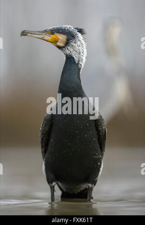 Kormoran (Phalacrocorax Carbo), Erwachsene in der Zucht Gefieder stehen im flachen Wasser, Nationalpark Kiskunság, Ungarn Stockfoto