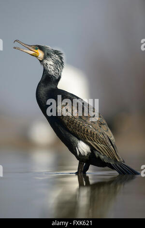 Kormoran (Phalacrocorax Carbo), Erwachsene in der Zucht Gefieder stehen im flachen Wasser, Nationalpark Kiskunság, Ungarn Stockfoto