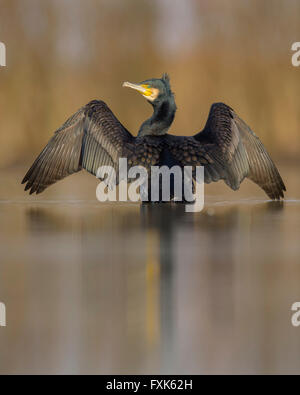 Kormoran (Phalacrocorax Carbo), Erwachsene im Winterkleid im Wasser mit ausgebreiteten Flügeln steht, sein Gefieder trocknen Stockfoto