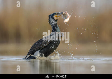 Kormoran (Phalacrocorax Carbo), Erwachsene in der Zucht Gefieder Angeln, Nationalpark Kiskunság, Ungarn Stockfoto