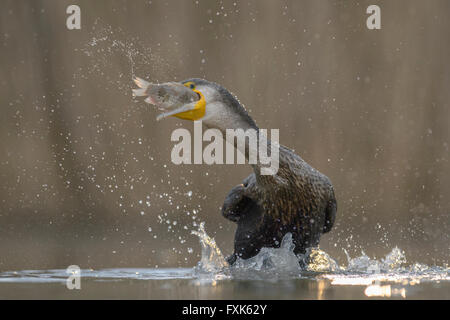 Kormoran (Phalacrocorax Carbo), Jungvogel vom Vorjahr Fischfang, Nationalpark Kiskunság, Ungarn Stockfoto