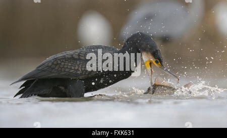 Kormoran (Phalacrocorax Carbo), Erwachsene im Winter Gefieder Angeln, Nationalpark Kiskunság, Ungarn Stockfoto