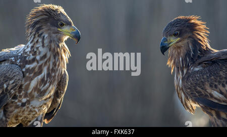 Seeadler (Haliaeetus Horste), zwei jungen Adler bei Gegenlicht, Porträt, Nationalpark Kiskunság, Ungarn Stockfoto