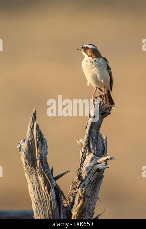 Weißer-browed Spatz-Weber (Plocepasser Mahali), auf einem Aussichtspunkt, South Luangwa Nationalpark, Sambia Stockfoto