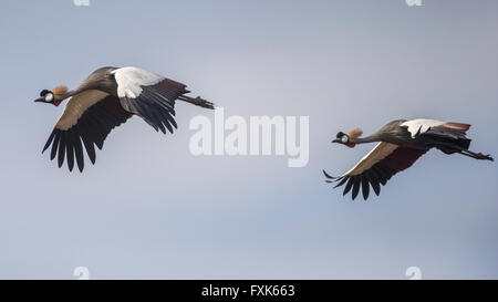 Schwarz gekrönt Kraniche (Balearica Pavonina), im Flug, paar, South Luangwa Nationalpark, Sambia Stockfoto