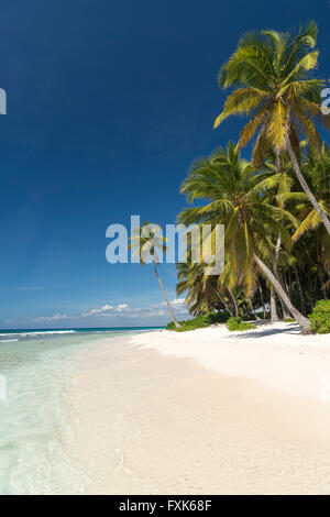 Traum, Strand, Sandstrand mit Palmen und türkisfarbenem Meer, Parque Nacional del Este, Isla Saona, Dominikanische Republik, Karibik Stockfoto