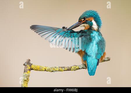 Männlicher Eisvogel (Alcedo Atthis) putzen, Hessen, Deutschland Stockfoto