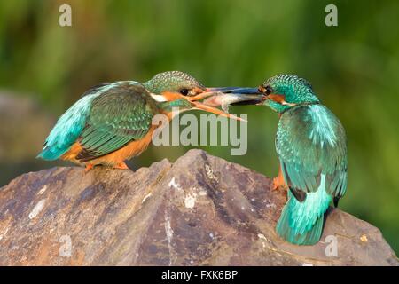 Eisvögel (Alcedo Atthis) auf Stein, Paarung, Fütterung, paar, männliche Übergabe Fisch, Weiblich, Hessen, Deutschland Stockfoto