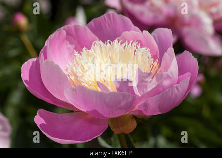 Chinesische Pfingstrose oder gemeinsamen Garten Pfingstrose (Paeonia Lactiflora), Ama No Sode Vielfalt Stockfoto